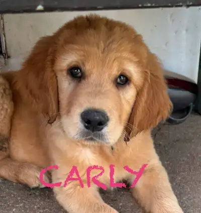 GOLDEN RETRIEVER/LAB PUPPIES, READY, READYING, View more