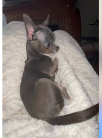 Rare Blue Forever Puppy  Size  Chihuahua