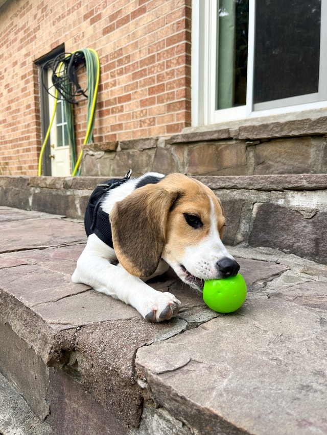 Beagle Puppy to be rehomed Dogs & Puppies for Rehoming Mississauga