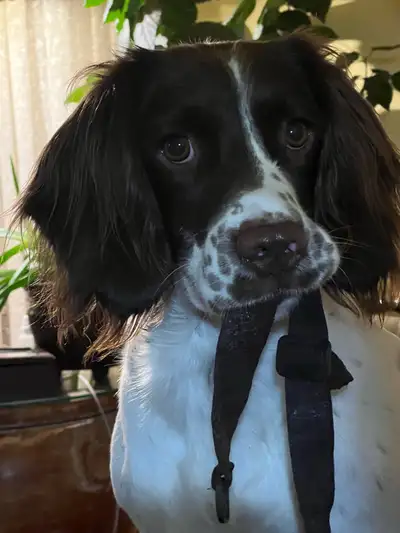 English Springer Spaniel Pups, CKC Reg’d, View more