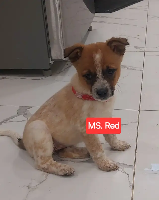FULL breed australian cattle puppies (blue&red heeler) for sale in Dogs & Puppies for Rehoming in Mississauga / Peel Region - Image 2