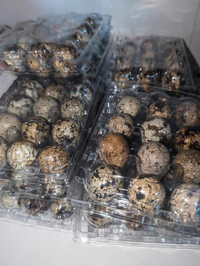 Sale sale sale quail & button quail eggs! Jumbo Coturnix