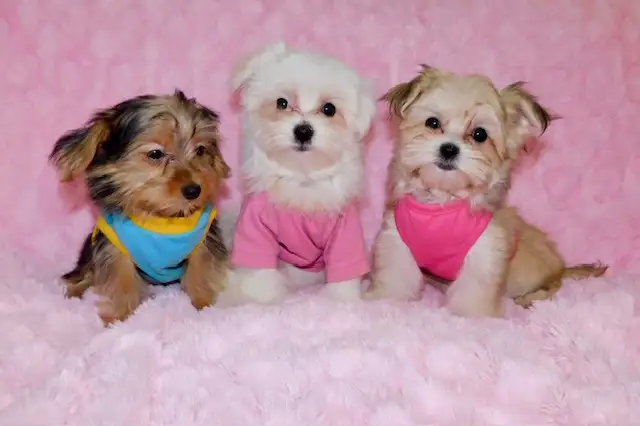 Tiny toy morkie puppies in Dogs & Puppies for Rehoming in City of Toronto - Image 6