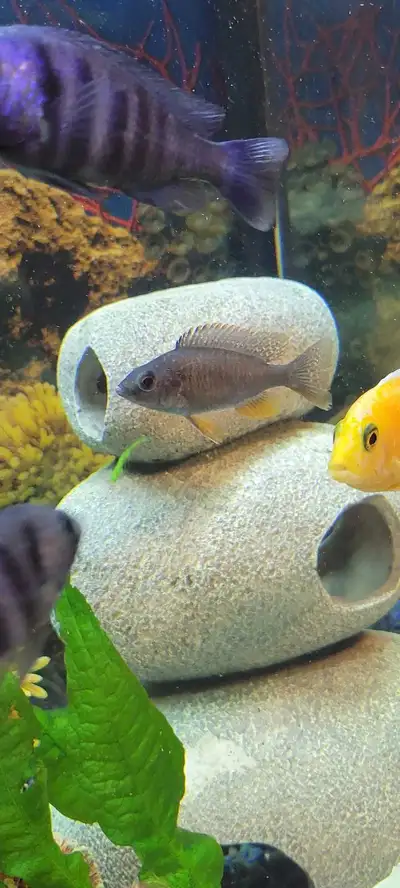 Two and a 1/2" Orange tail african cichlid very active swimmer goes well with most group of cichlids