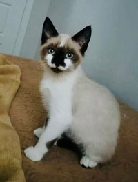 Beautiful Male Siamese Kitten looking to be rehomed