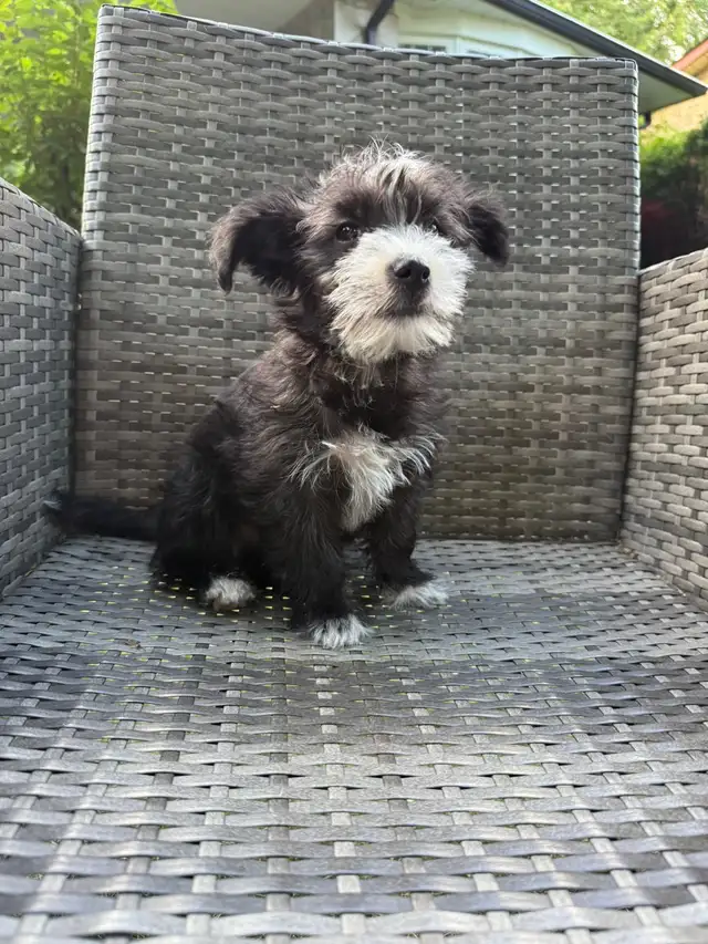 Adorable Toy Size Female Morkie Ready For Pickup❣️ in Dogs & Puppies for Rehoming in City of Toronto - Image 4