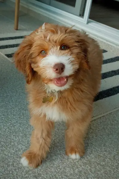 3 month old Mini Bernedoodle looking for his forever home, View more