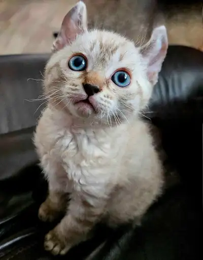 Chaton mâle bengal croisé Highland Lynx Maman bengal snow lynx Et papa Highland Lynx 3 gènes et moha...