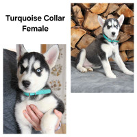 Siberian Husky Puppies - PRICE REDUCTION!!!