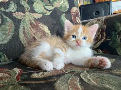 chaton caramel roux orange Garfield kitten boy male, View more