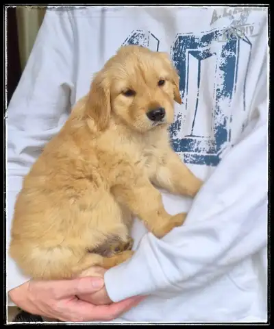 Gorgeous Male Golden Retriever Puppy - Reputable Breeder, View more