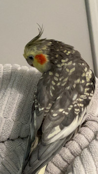 Male Cockatiel Available