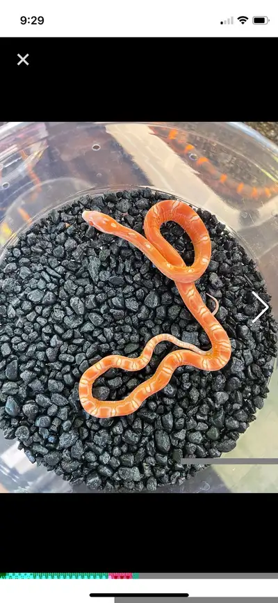 Scaleless Corn Snakes, View more