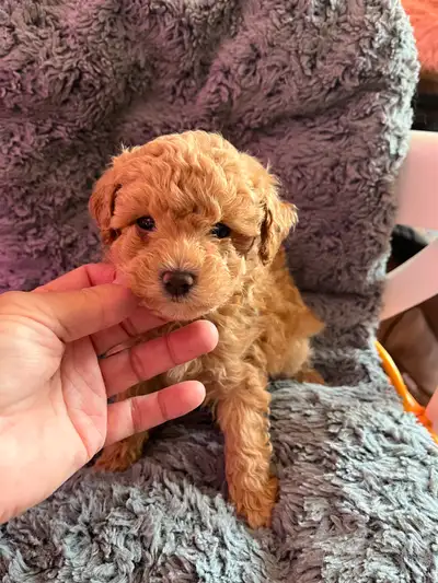 Toy Poodles, View more