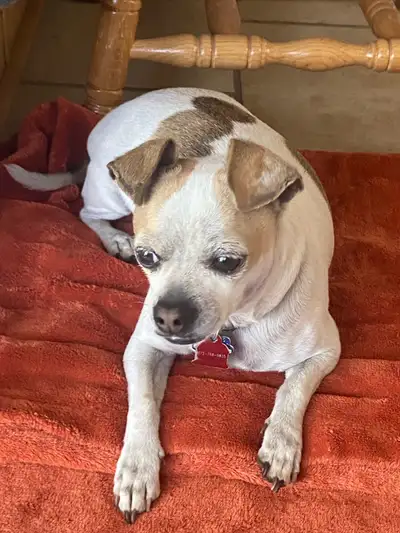 Pet sitter  available. (retired professional), View more