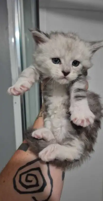 3 petits mâles maine coon enregistré 1 taby shaded 1 black tabby et blanc 1 silver tabby Enregistré,...