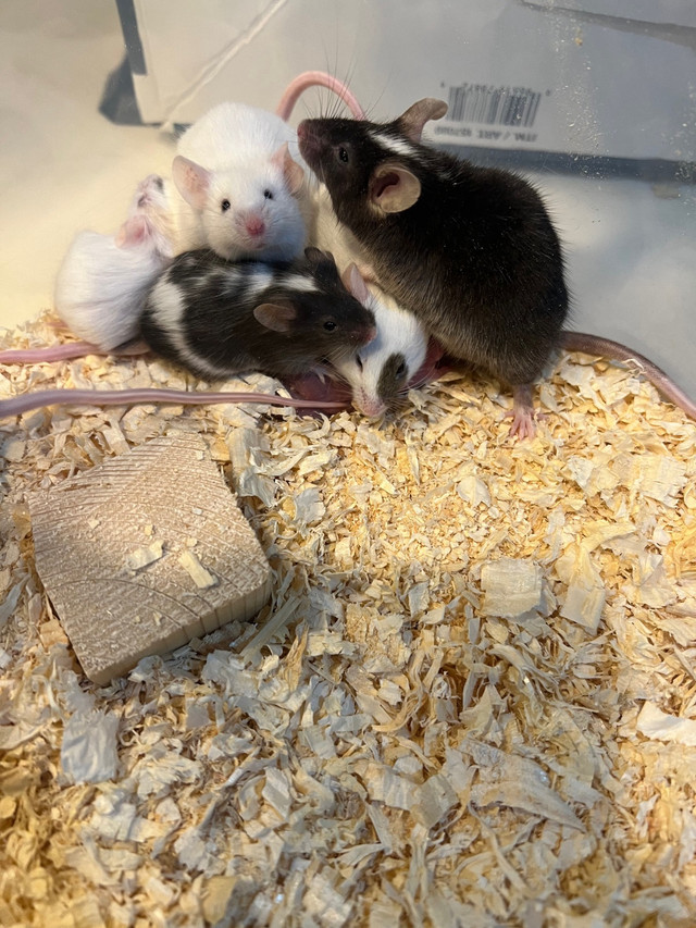 Fancy Mice! Live or Frozen are available in Reptiles & Amphibians for Rehoming in Edmonton - Image 4
