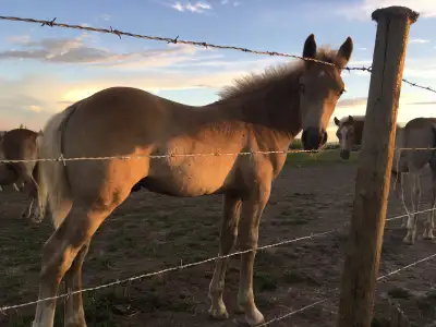 SOLD--CHA Registered Haflinger Colt, View more