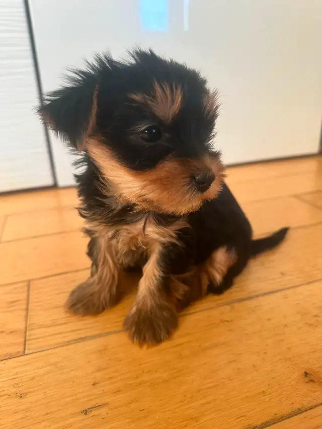 Purebred Yorkie puppies - SOLD in Dogs & Puppies for Rehoming in City of Toronto - Image 4