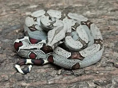 dwarf boa / boa nain  ( Nicaragua red tail) , View more