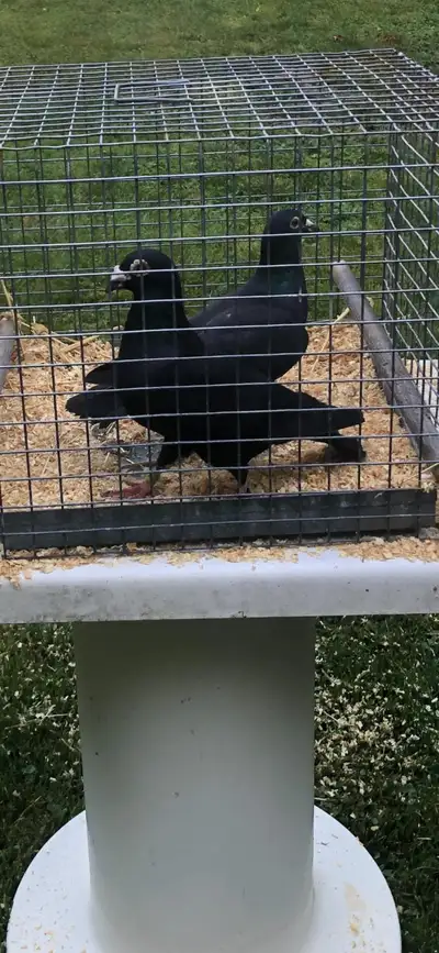 Pigeons ,  good quality  homing pigeons for sale, View more
