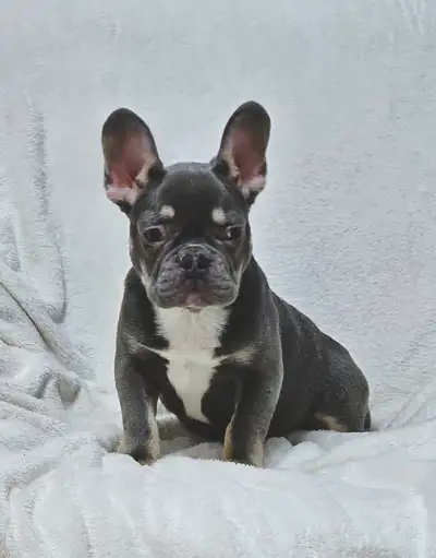 French Bulldog Puppies, View more