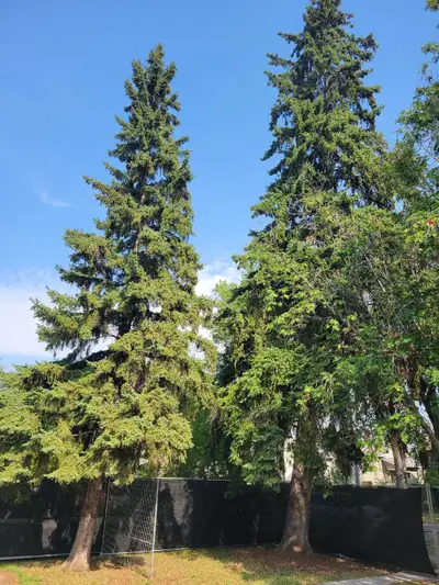 Tree cutting hauling branches Bin rental call 780 884 7800 , View more