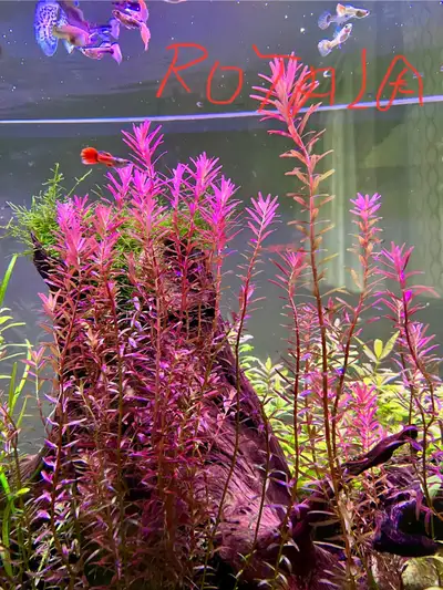Fresh water aquarium plants, View more