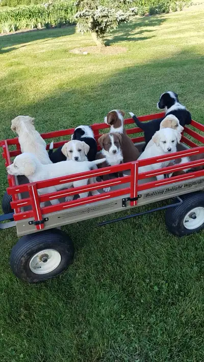 Puppies for sale, View more