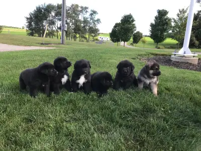Newfoundland/German Shepherd pups , View more