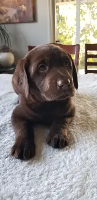 All Labrador puppies sold 