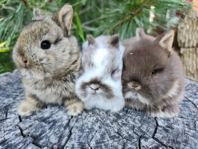 Extraordinary mini rex male baby bunny rabbit in Small Animals for Rehoming in City of Toronto - Image 11