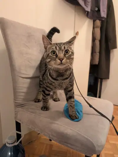 Sweet tabby cat for rehoming, View more