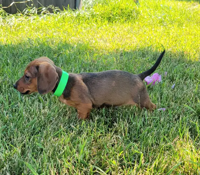 Purebread Miniature Dachshund Puppies Ready for Forever Homes! in Dogs & Puppies for Rehoming in Winnipeg - Image 5