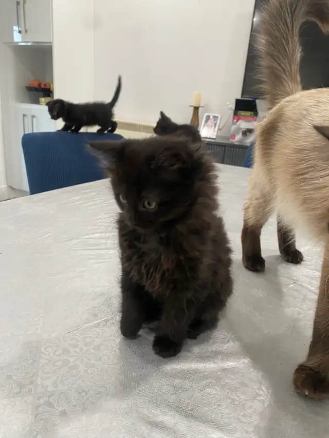 adorable kittens / chattons in Cats & Kittens for Rehoming in City of Montréal - Image 5