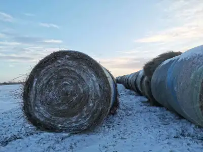 size 6"x6" 139 bales remain can help with loading text me at 204 720 8892