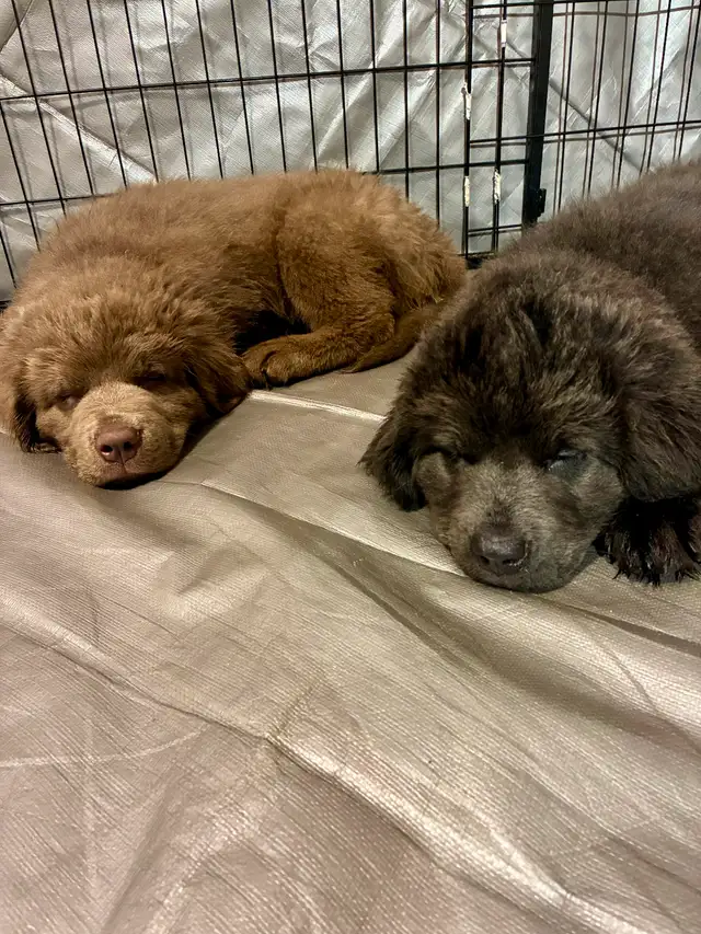 Chiots Terre-Neuve in Dogs & Puppies for Rehoming in City of Montréal - Image 6