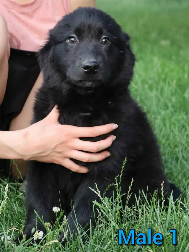 Australian Shepherd X Golden Retreiver Pups Available in Dogs & Puppies for Rehoming in Hamilton - Image 4