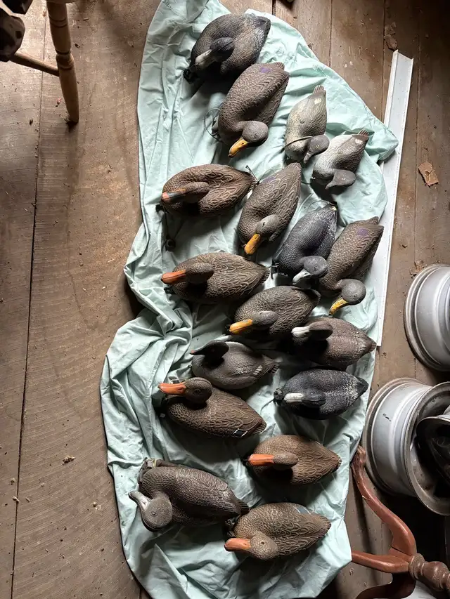 Duck Decoys in Fishing, Camping & Outdoors in Hamilton - Image 10
