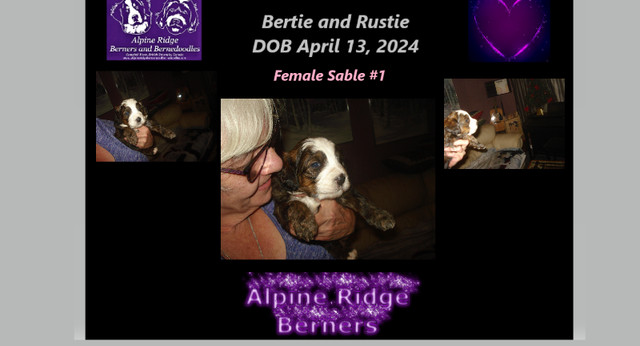 Bernedoodles puppies in Dogs & Puppies for Rehoming in Campbell River
