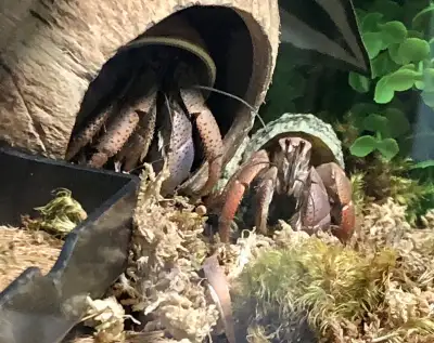Hermit Crabs Rescue Port Perry Oshawa Whitby Durham Region, View more