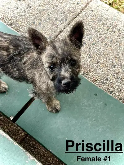 Cairn Terrier Puppies!!!!, View more