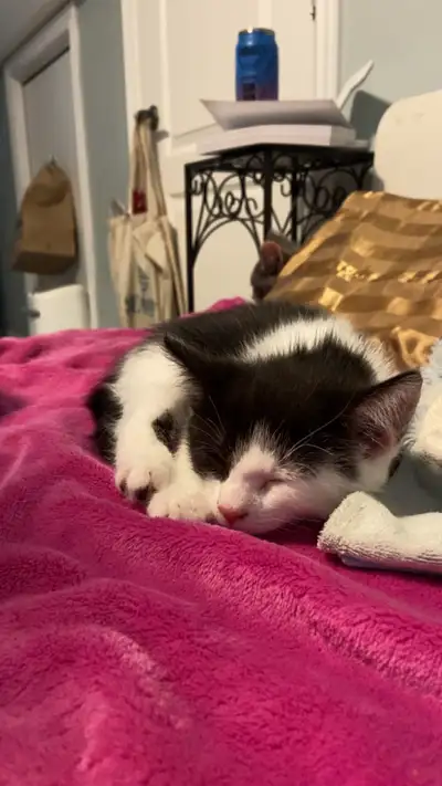 3 chatons adorables de 2 mois . Un mâle noir et blanc et 2 femelles (noir , blanche et caramel) Ador...