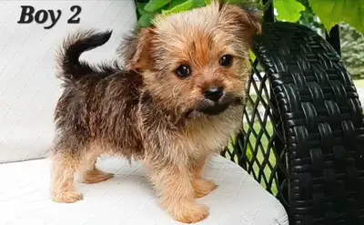Super Tiny Maltipom X Mini Yorkie Puppies!, View more