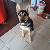 German shepherd/Shepsky puppy
