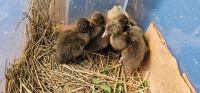 Khaki Ducklings available Weeks old. Flock