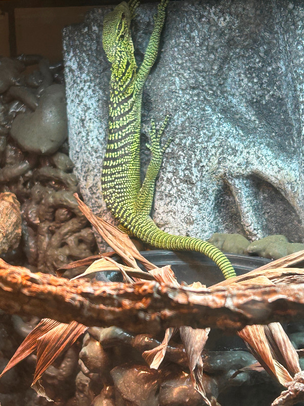 Yellow tree monitors in Reptiles & Amphibians for Rehoming in Belleville - Image 2