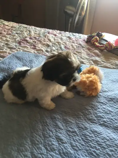 I have Shih Tzu puppies available. They are 80 percent Shih Tzu 20 percent Bichon. They are raised i...
