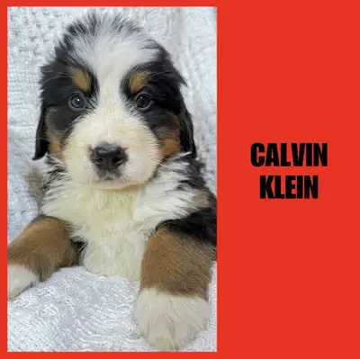 BERNESE MOUNTAIN DOG Puppies, View more