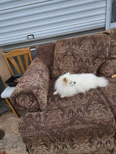 Male 2 year old pure bread